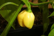 Bhut Jolokia White, 16.10.2025, 12.08 Uhr.jpg
