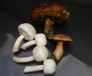 Waldpilze, 18.10.2025, 08.49 Uhr.jpg