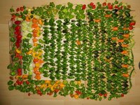 Letzte Chili-Ernte, j, 18.10.2025, 17.30 Uhr.jpg