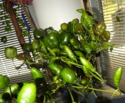 Letzte Chili-Ernte, Rocotos, b, 18.10.2025, 15.01 Uhr.jpg