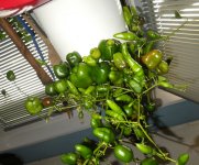 Letzte Chili-Ernte, Rocotos, c, 18.10.2025, 15.01 Uhr.jpg