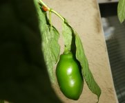 Asiatischer Marienkäfer, 18.10.2025, 14.52 Uhr.jpg