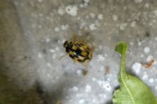 Schachbrett-Marienkäfer, 18.10.2025, 15.19 Uhr.jpg