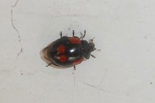 Zweipunkt-Marienkäfer, 18.10.2025, 15.19 Uhr.jpg