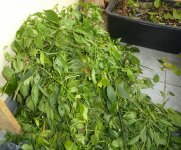 Zerkleinerte Chilipflanzen, 18.10.2025, 15.00 Uhr.jpg