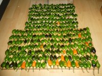 Letzte Chili-Ernte, Red Lemon Pepper F 3, i, 18.10.2025, 17.10 Uhr.jpg