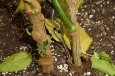 Red Lemon Pepper F3 , 18.10.2025, 14.55 Uhr.jpg