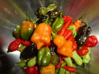 Chili-Ernte, a, 30.09.2025, 18.14 Uhr.jpg