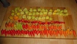 Chili-Ernte, c, 14.09.2025, 17.18 Uhr.jpg