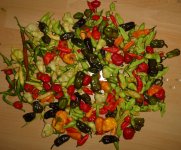 Chili-Ernte, d, 30.09.2025, 20.20 Uhr.jpg