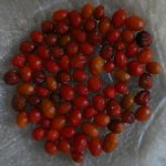 Chiltepin Sonora Red, 04.09.2025, 09.41 Uhr.jpg