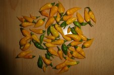 Lemon Drop, Ernte, 21.06.2025, 06.11 Uhr.jpg