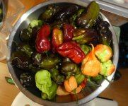 Superhot Chilis, 07.10.2025, 15.53 Uhr.jpg