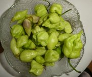 Super-Hot-Chilis + Scarlet Lantern Peru, 01.10.2025, 12.40 Uhr.jpg