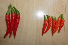 Takanotsume und Lingua di Fuoco, 01.05.2025, 17.59 Uhr.jpg