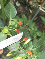 20250921_142636 Sig Berg.jpg