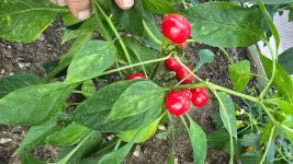 20251002_170949.jpg 20251002_170949.jpg