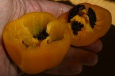 Rocoto Gelber Riese, 30.10.2025, 13.25 Uhr.jpg