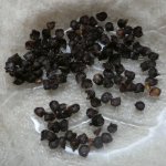 Rocoto Gelbe Riesen, Saatgut, 30.10.2025, 15.03 Uhr.jpg