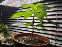 Kyoto Pepper, 06.11.2025, 17.18 Uhr.jpg