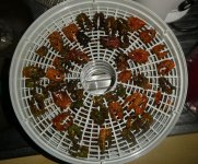 Geräucherte Red Lemon Pepper F 3 fertig gedörrt, 09.11.2025, 13.00 Uhr.jpg