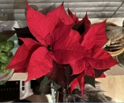 Weihnachtsstern, 14.11.2025, 18.34 Uhr.jpg Weihnachtsstern, 14.11.2025, 18.34 Uhr.jpg