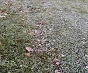 Erster Frost, a, 18.11.2025, 07.45 Uhr.jpg