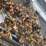 Kiwis, 24.11.2025, 10.02 Uhr.jpg