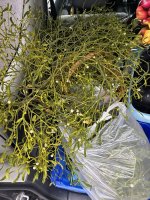 Mistelzweige, a, 30.11.2025, 09.46 Uhr.jpg