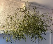 Mistelzweige, c, 30.11.2025, 11.44 Uhr.jpg