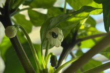 Kyoto-Pepper, 01.12.2025, 14.35 Uhr.jpg