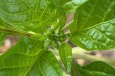 Manganji Togarashi Red, 02.12.2025, 10.39 Uhr.jpg