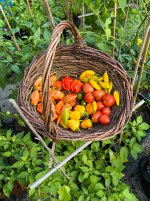 Die olivgrünen Beeren in der Mitte des Korbes