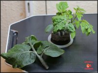 10_Pflanze 2_Blatt ab_.jpg 10_Pflanze 2_Blatt ab_.jpg