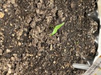 Keimling mit Verwachsung der Keimblätter Keimling mit Verwachsung der Keimblätter