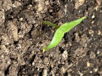 IMG_2710.jpeg IMG_2710.jpeg