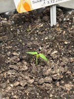 IMG_2712.jpeg IMG_2712.jpeg