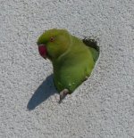 Halsbandsittich.jpg