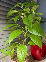 Manganji Togarashi Red, 29.12.2025, 19.04 Uhr.jpg