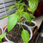 Brown XXL F2, Frucht 1. V 1, 29.12.2025, 19.03 Uhr.jpg Brown XXL F2, Frucht 1. V 1, 29.12.2025, 19.03 Uhr.jpg