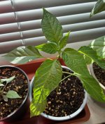 Brown XXL F 2 zu F 3, Frucht 1. V 1 , 04.01.2026, 12.36 Uhr.jpg