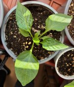 Brown XXL F 2 zu F 3, Frucht 3. V 3 , 04.01.2026, 12.37 Uhr.jpg