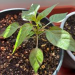 Thaiviolett F 5 zu F 6, 04.01.2026, 12.37 Uhr.jpg Thaiviolett F 5 zu F 6, 04.01.2026, 12.37 Uhr.jpg