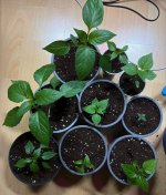 Tiefergelegte Chilipflanzen, 05.01.2025, 18.03 Uhr.jpg Tiefergelegte Chilipflanzen, 05.01.2025, 18.03 Uhr.jpg