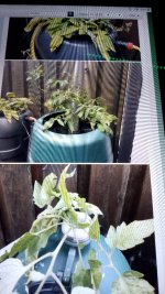 IMG_20260106_130749.jpg IMG_20260106_130749.jpg