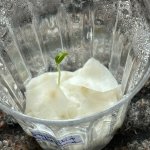 Biquinho Airetama-Keimling