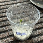 Biquinho Airetama-Keimling