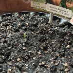 Biquinho Airetama-Keimling Im 5-L-Airpot