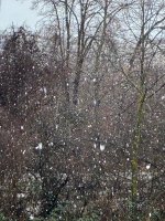 Schneefall, 10.01.2026, 10.23 Uhr.jpg