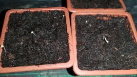 IMG_20260111_063355.jpg IMG_20260111_063355.jpg